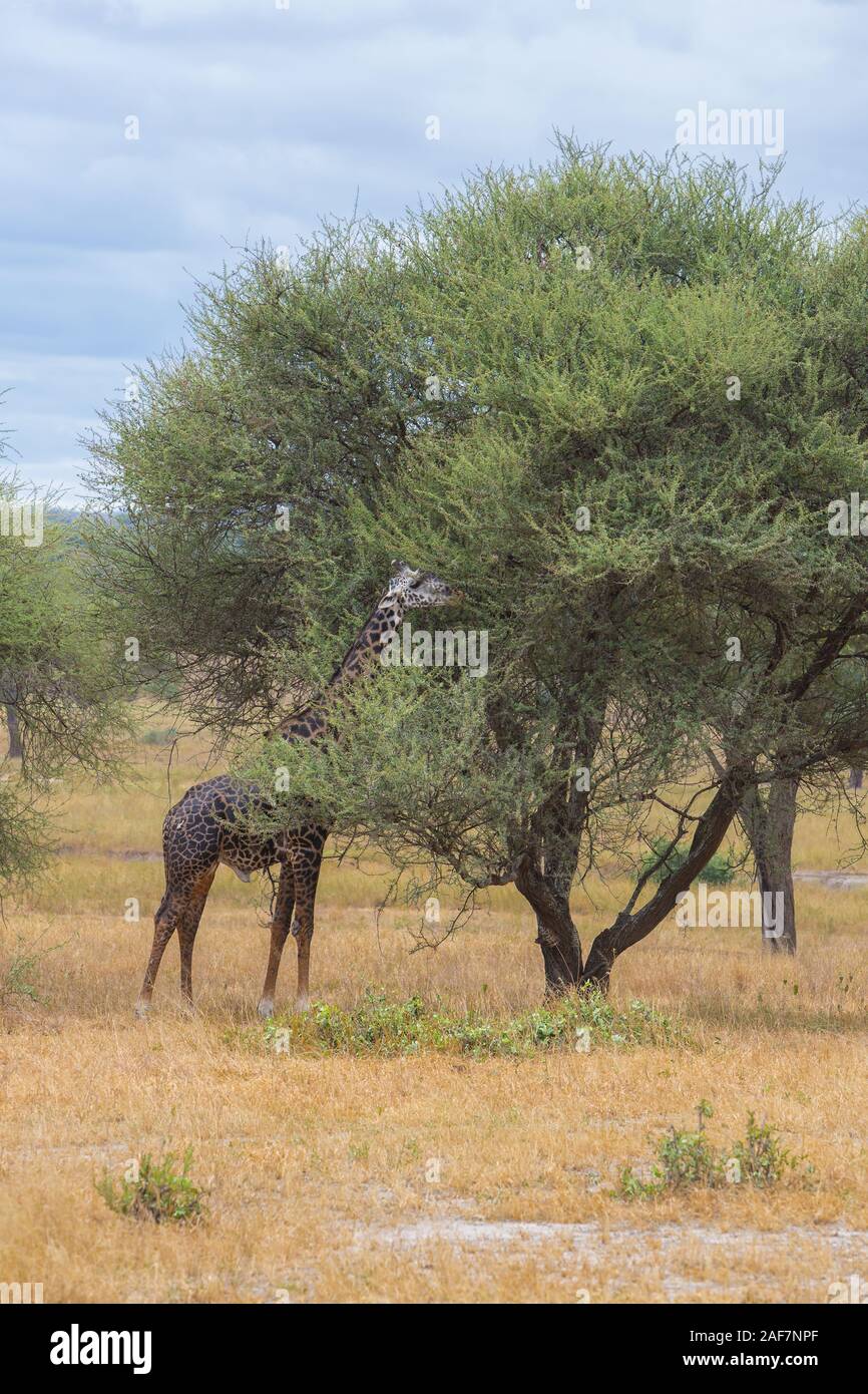 Tanzania. Tarangire National Park. Maasai Giraffe (Giraffa camelopardalis tippelskirchi) Eating an Acacia Tree. Stock Photo