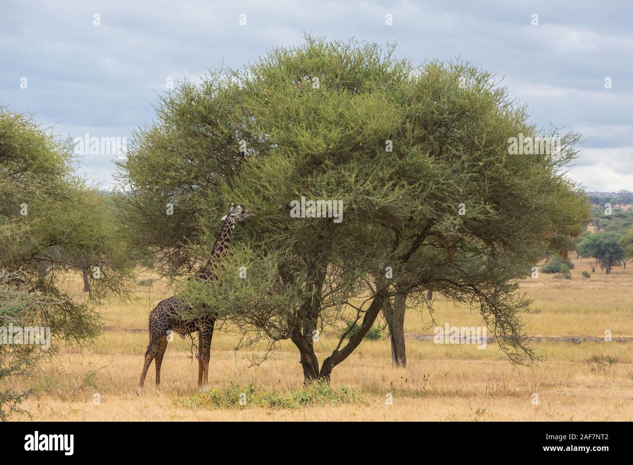 Tanzania. Tarangire National Park. Maasai Giraffe (Giraffa camelopardalis tippelskirchi) Eating an Acacia Tree. Stock Photo