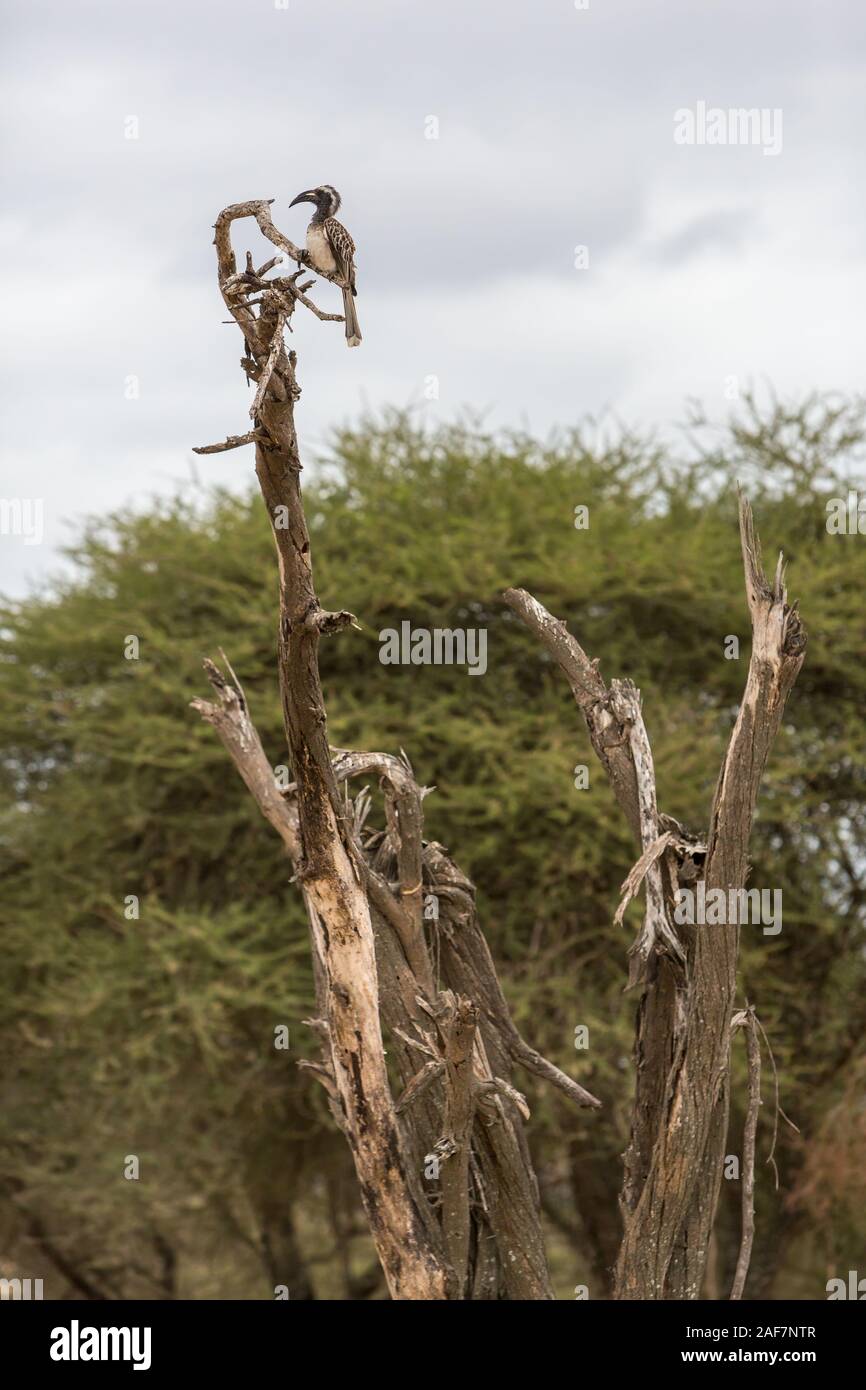 Tanzania. Tarangire National Park.  African Grey Hornbill (Tockus Nasutus) Resting on a Dead Tree Trunk. Stock Photo