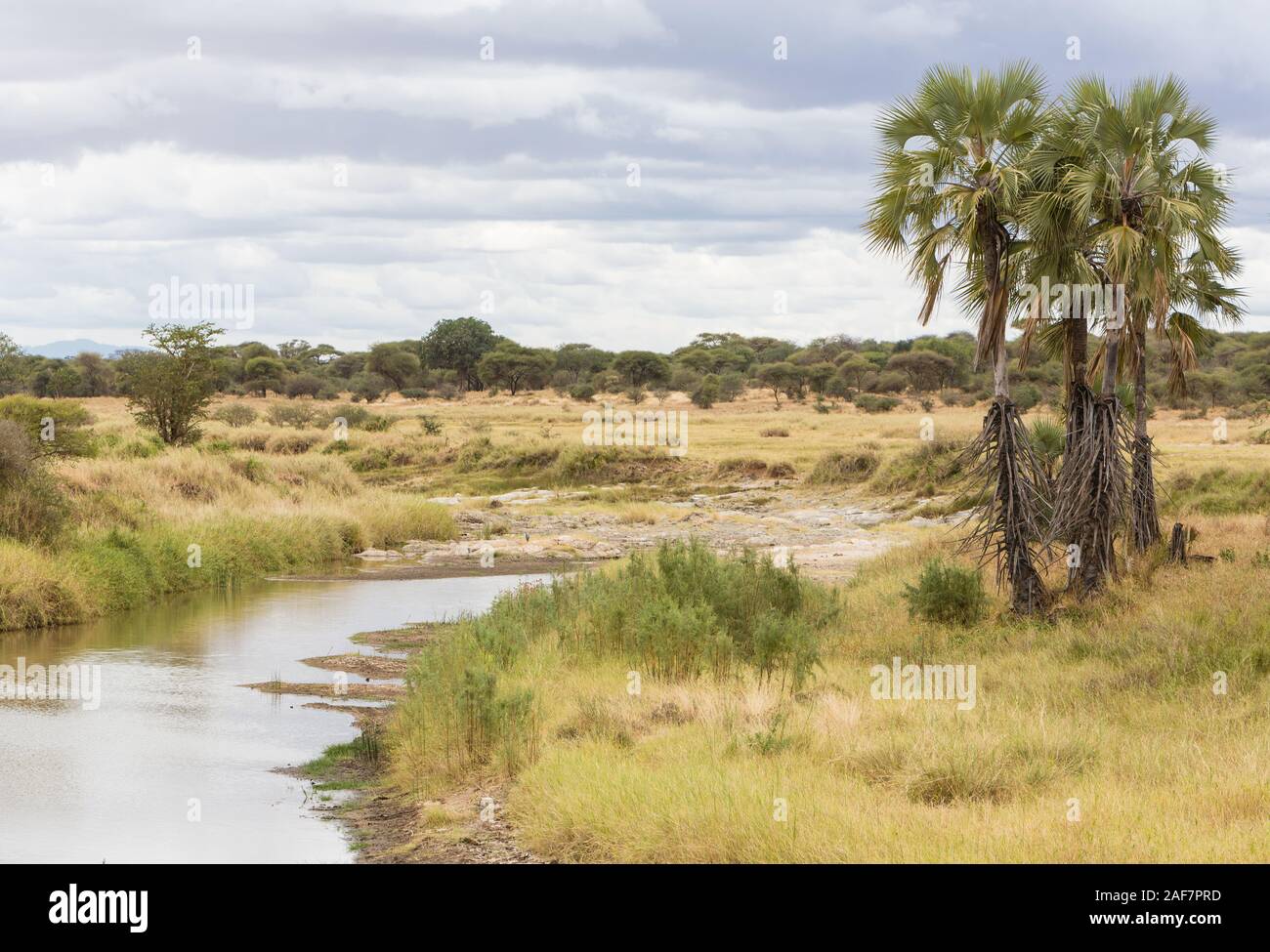 Tanzania.  Tarangire National Park. Scenic Landscape with Doum Palms (Hyphaene compressa). Stock Photo