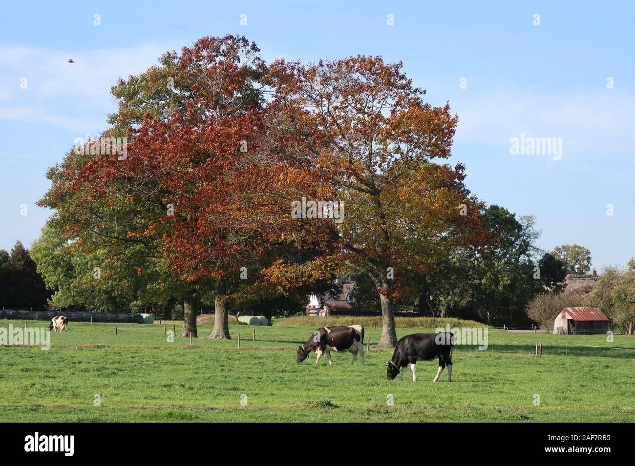 Friesian Holstein Cows in the field Stock Photo - Alamy