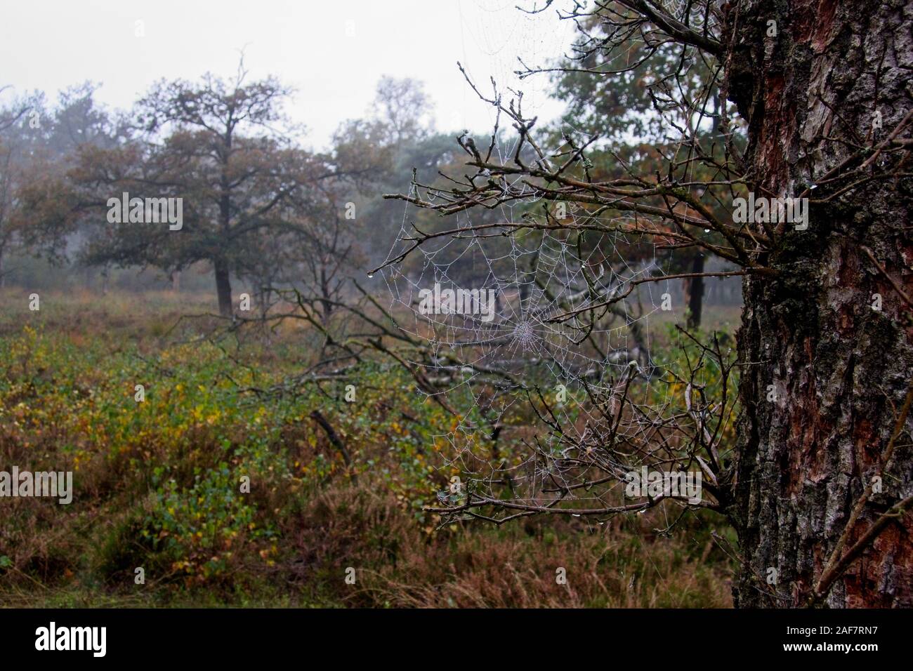 Spider web in a tree Stock Photo