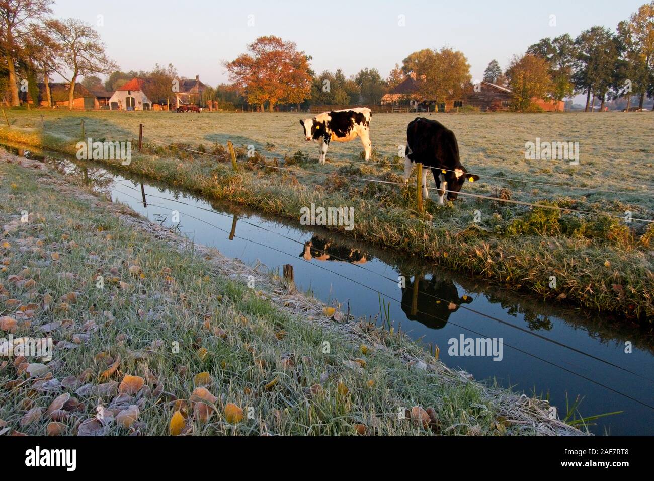 Friesian Holstein Cows in the field Stock Photo - Alamy