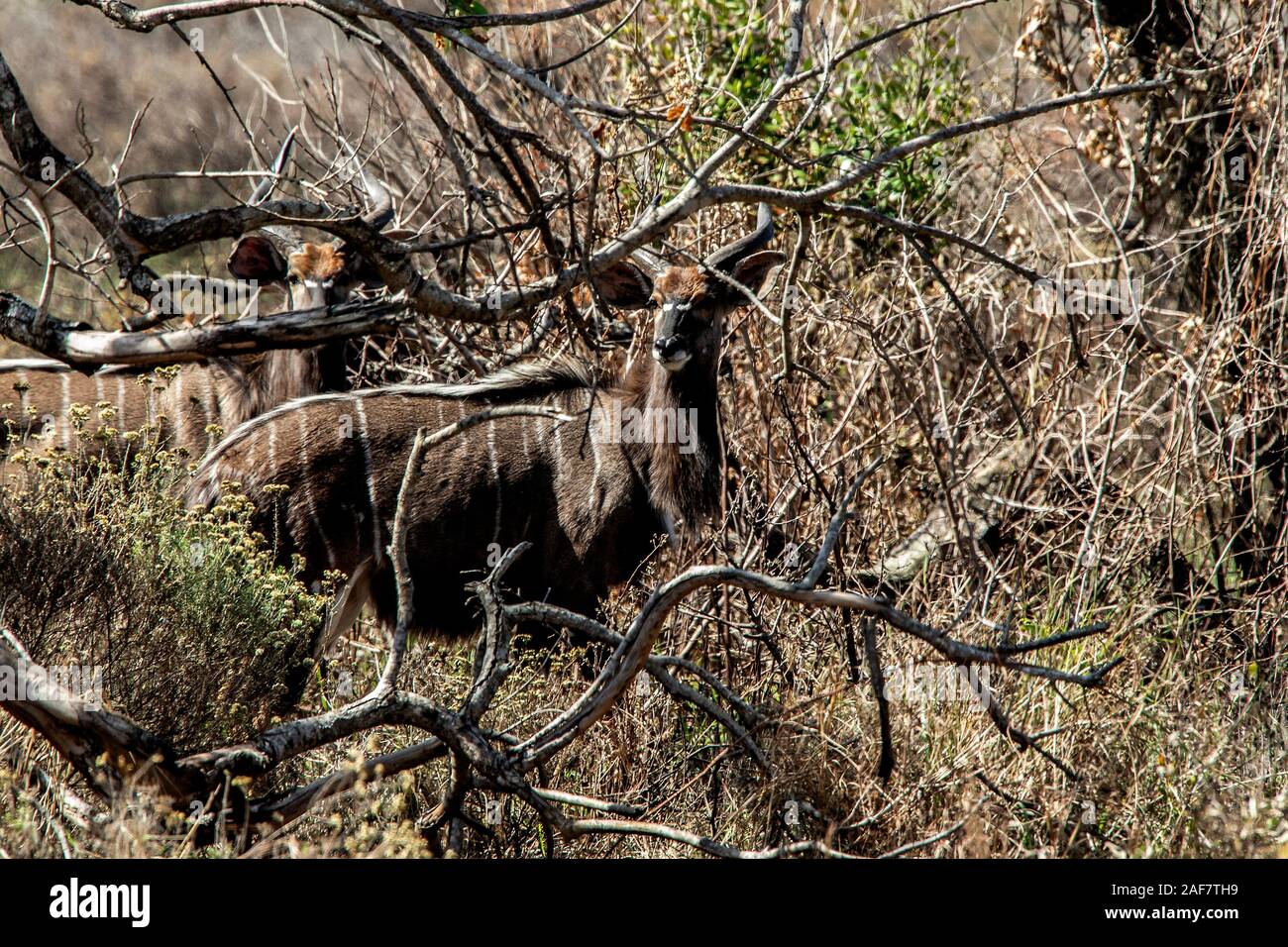 Male Nyala peering through the bush Stock Photo