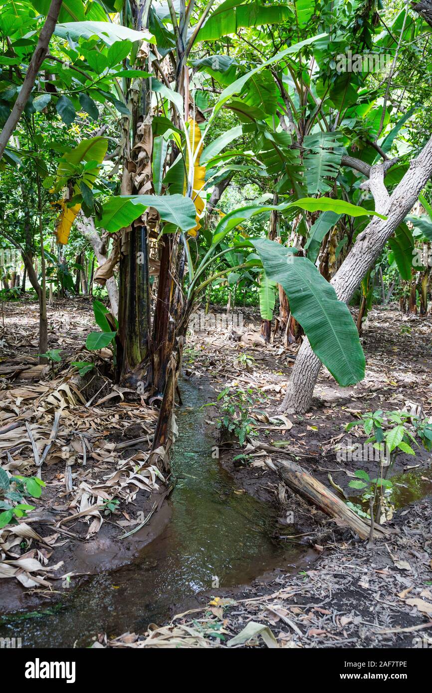 Tanzania irrigation hires stock photography and images Alamy