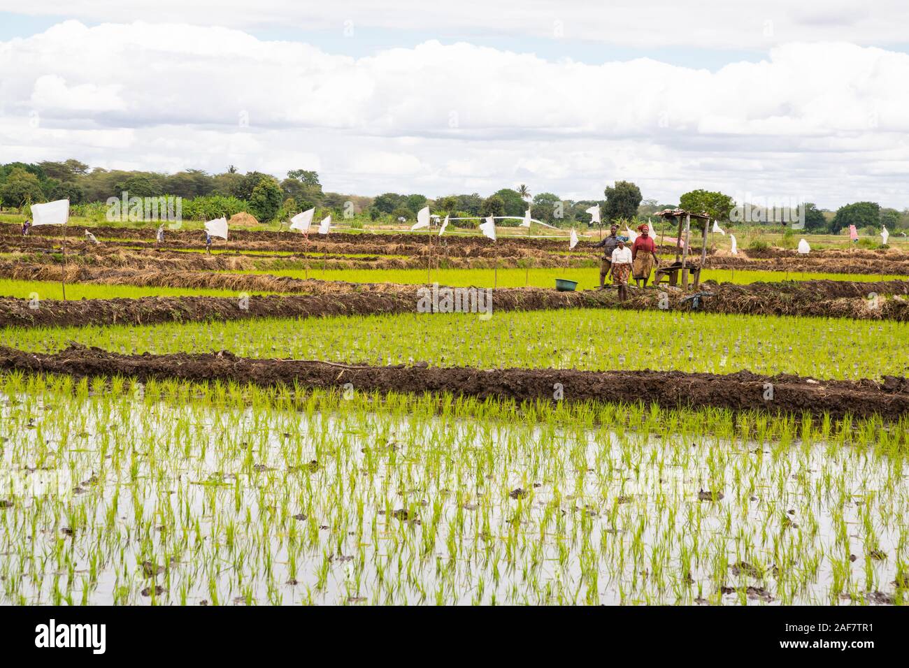Tanzania.  Mto wa Mbu.  Newly-planted Seedlings in Rice Paddy. Stock Photo