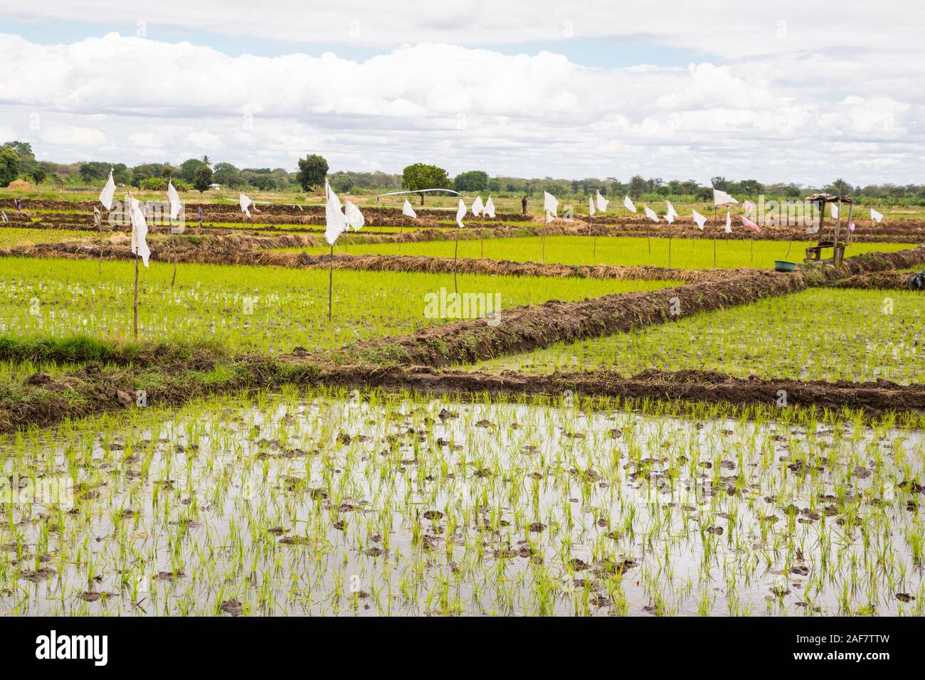 Tanzania.  Mto wa Mbu.  Newly-planted Seedlings in Rice Paddy. Stock Photo