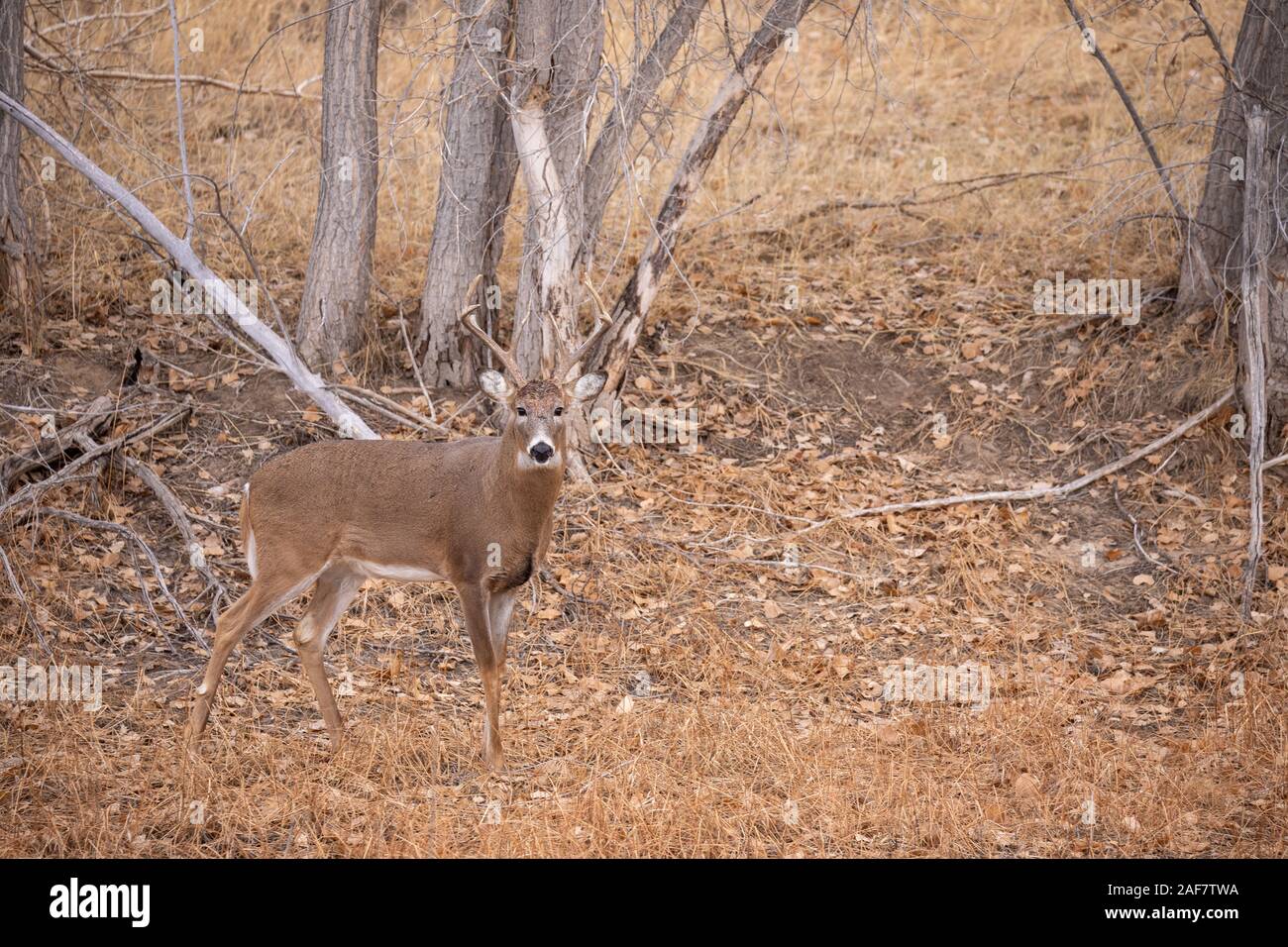 Whitetail Deer Buck in the Fall Rut Stock Photo - Alamy