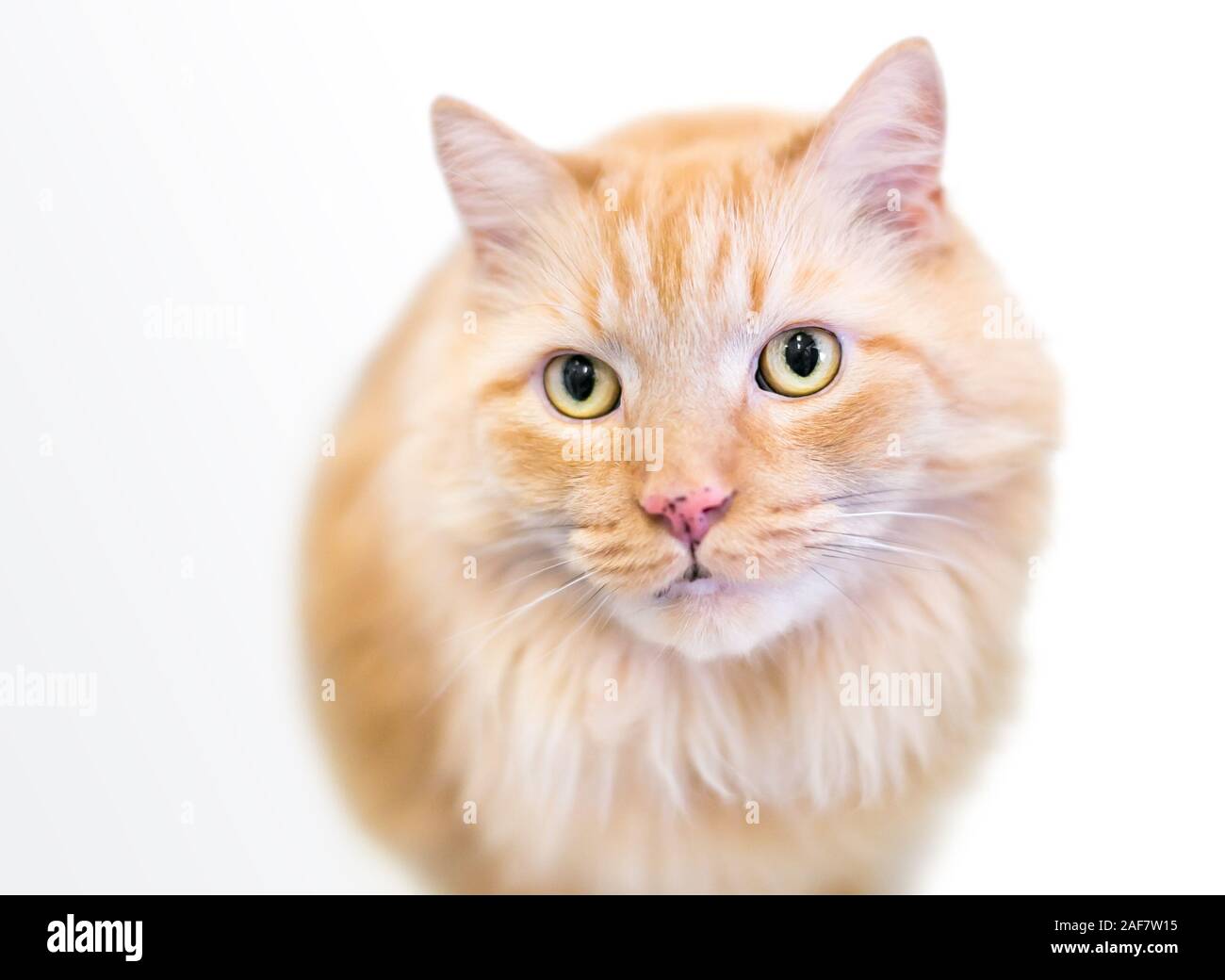A fluffy orange tabby domestic longhair cat with freckles on its nose Stock Photo