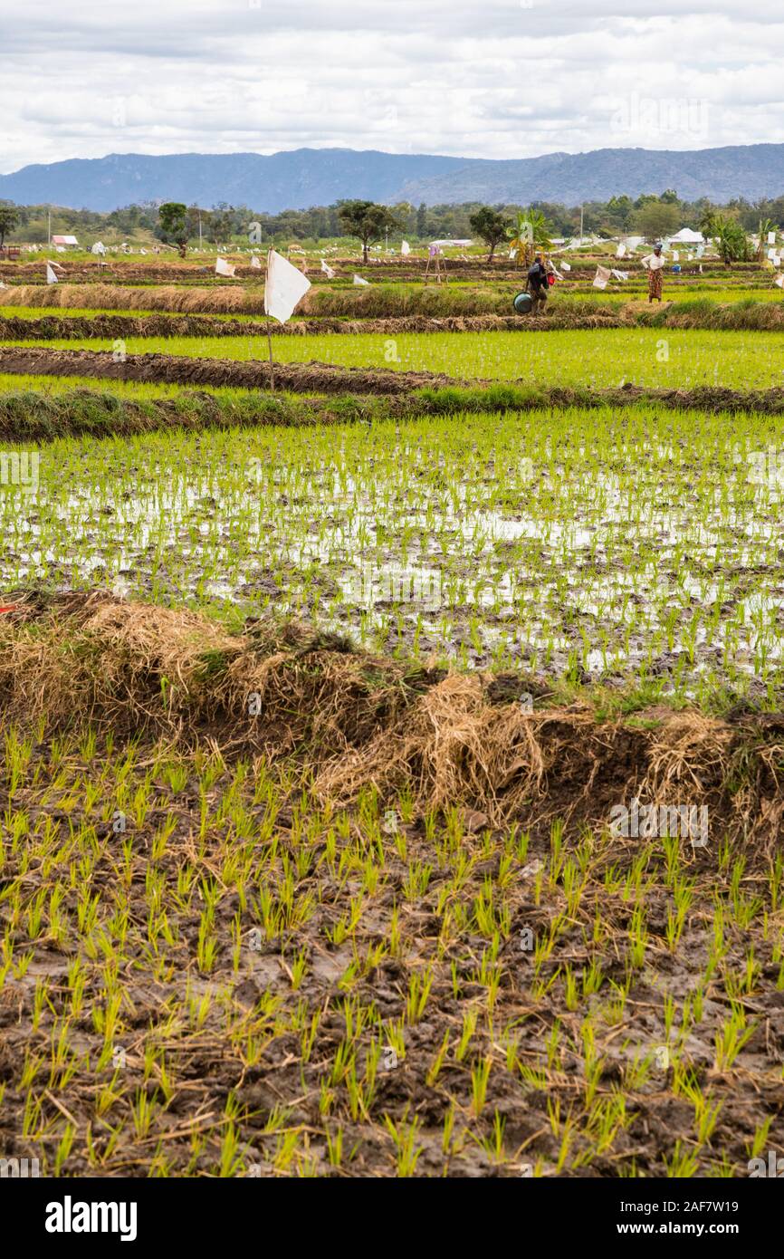 Tanzania.  Mto wa Mbu.  Newly-planted Seedlings in Rice Paddy. Stock Photo