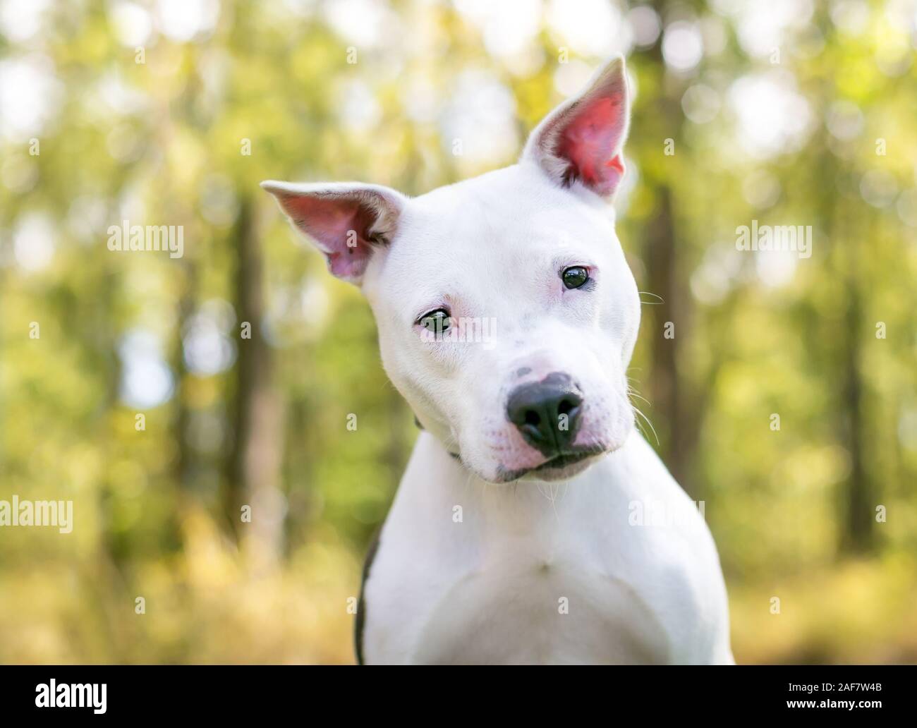 Mixed sales pitbull breeds