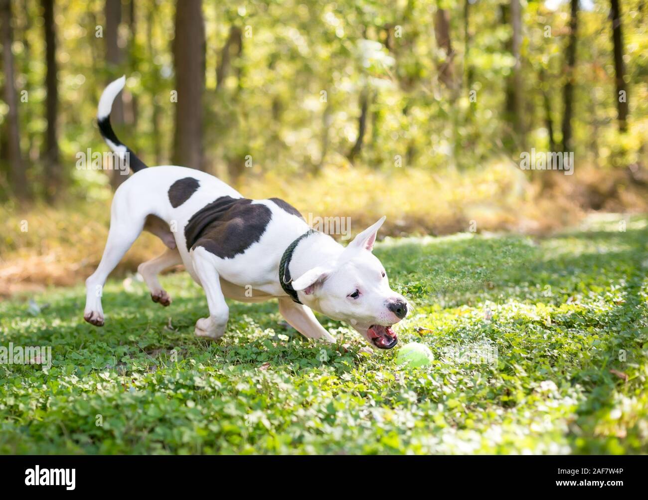 A white Pit Bull Terrier mixed breed dog with brown spots chasing a ball outdoors Stock Photo