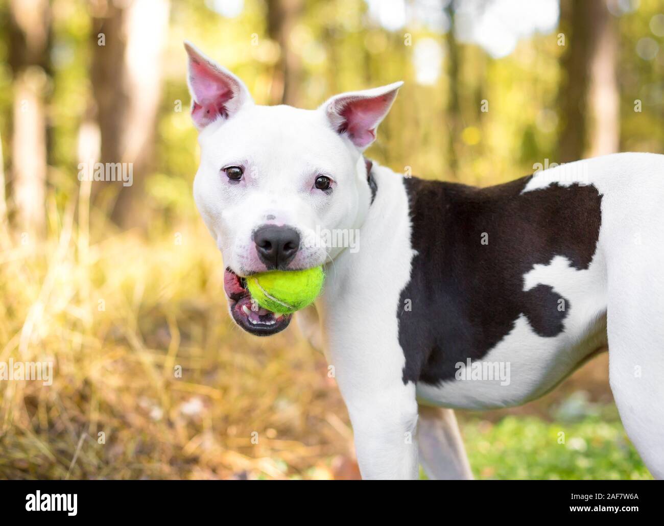 A white Pit Bull Terrier mixed breed dog with brown spots holding a ball in its mouth Stock Photo