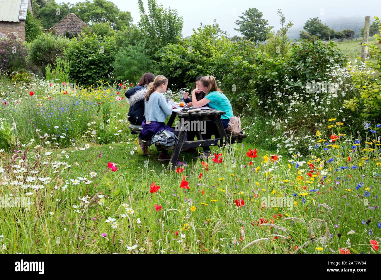 A small wild flower garden in a corner of the preserved farm in the abandoned village of Tyneham, Dorset, England, UK Stock Photo