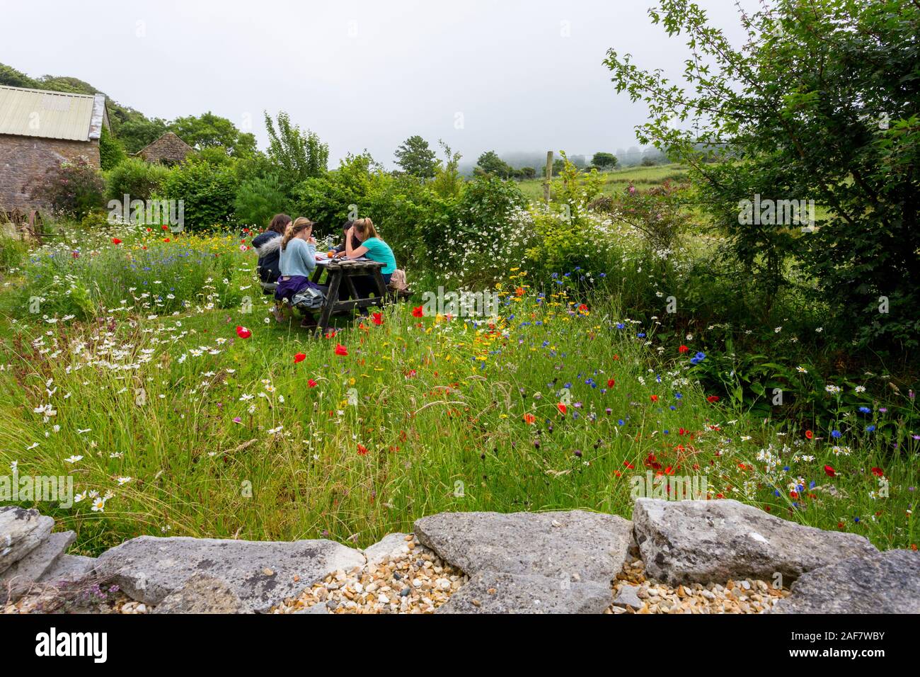 A small wild flower garden in a corner of the preserved farm in the abandoned village of Tyneham, Dorset, England, UK Stock Photo