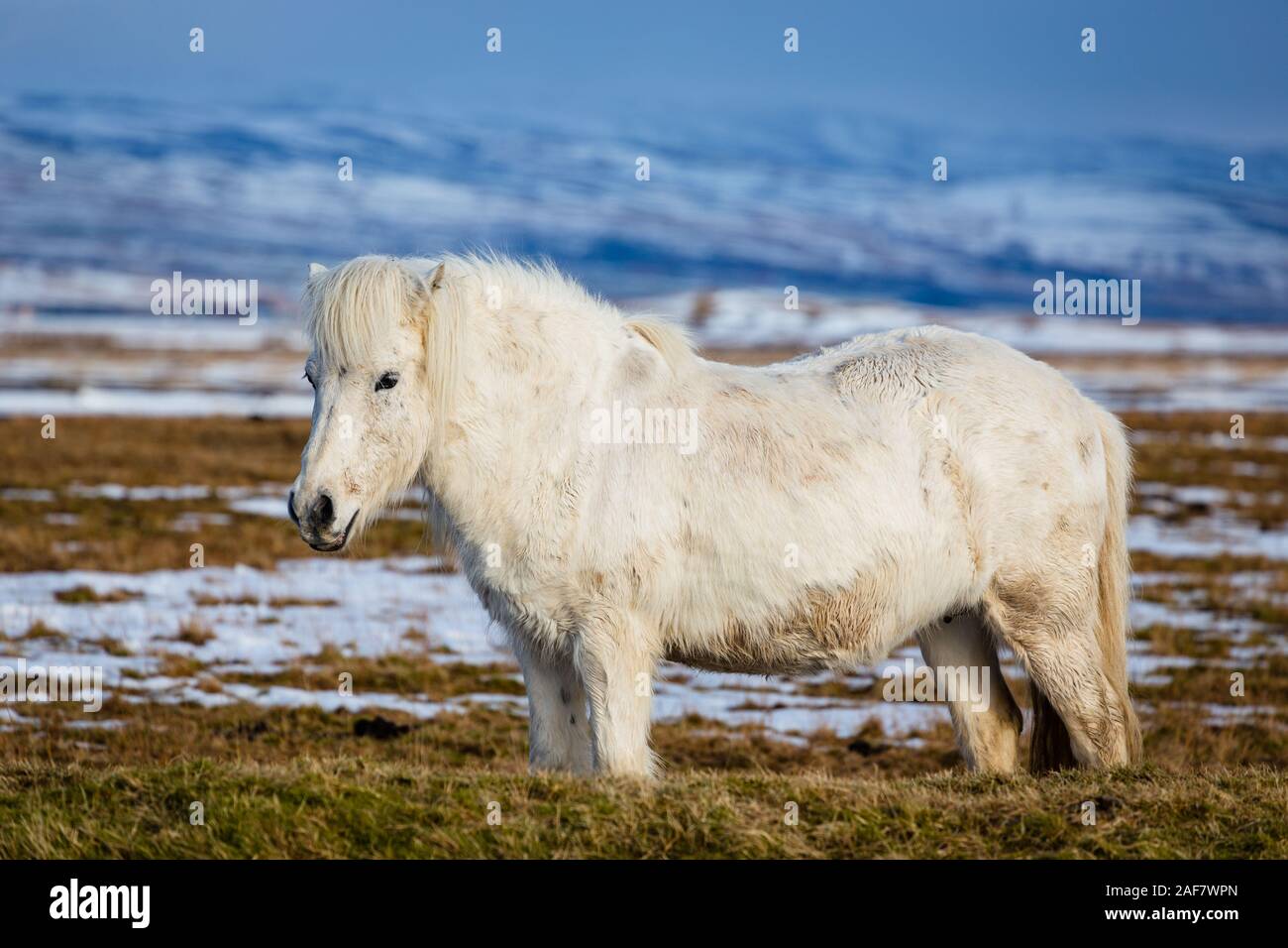 Icelandic Pony in natural environment Stock Photo