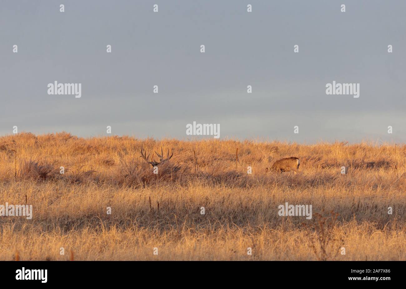 Mule Deer Buck and Doe in Rut Stock Photo - Alamy