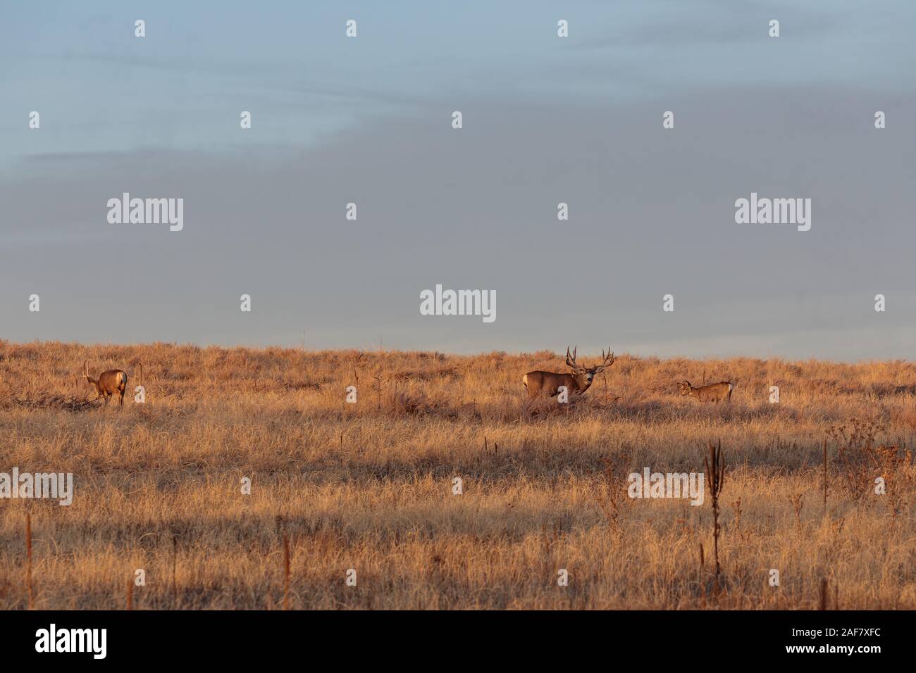 Mule Deer Buck and Doe in Rut Stock Photo - Alamy