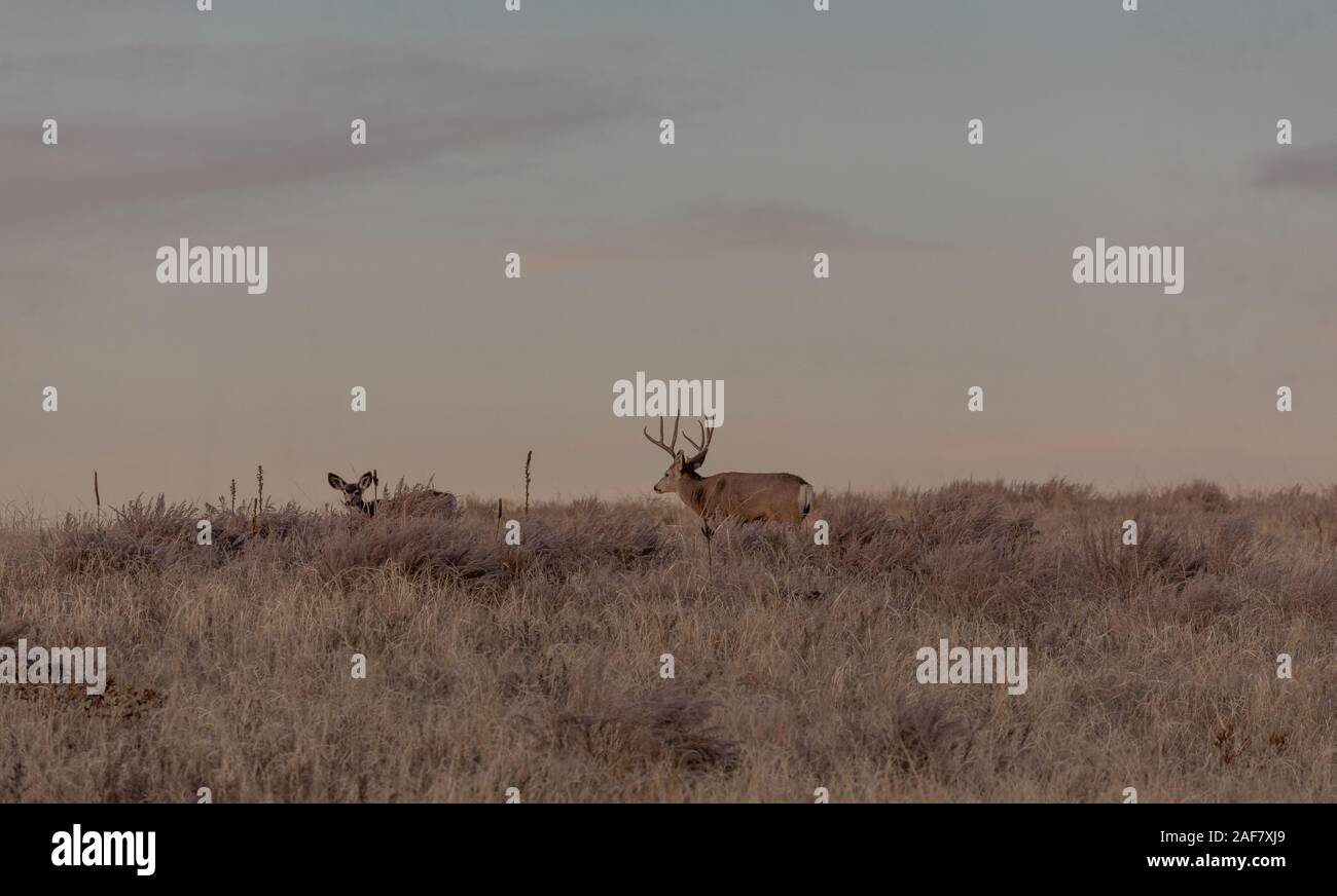 Mule Deer Buck and Doe in Rut Stock Photo - Alamy