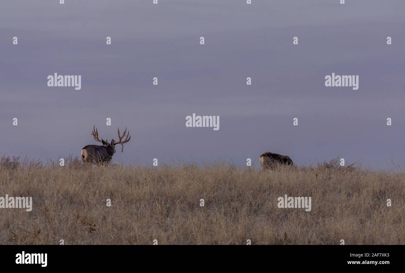 Mule Deer Buck and Doe in Rut Stock Photo - Alamy