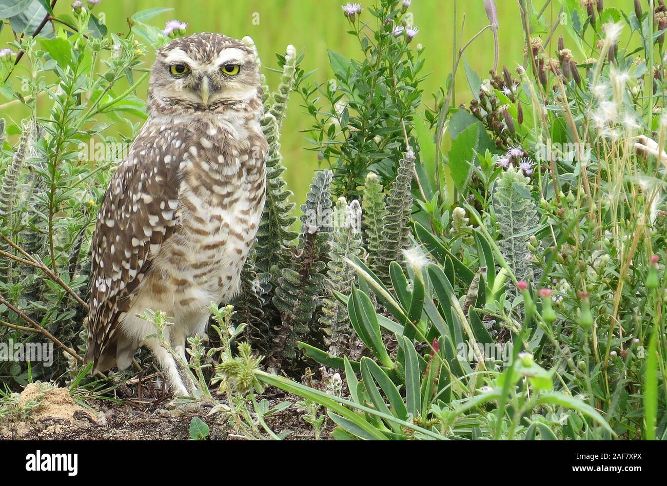 burrowing owl in habitat Stock Photo Alamy