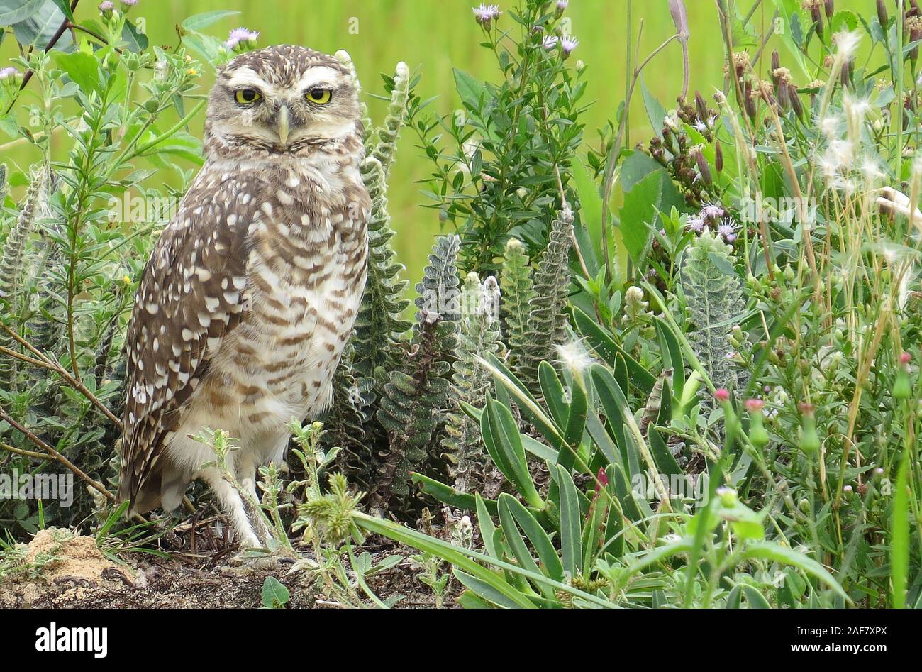 burrowing owl in habitat Stock Photo