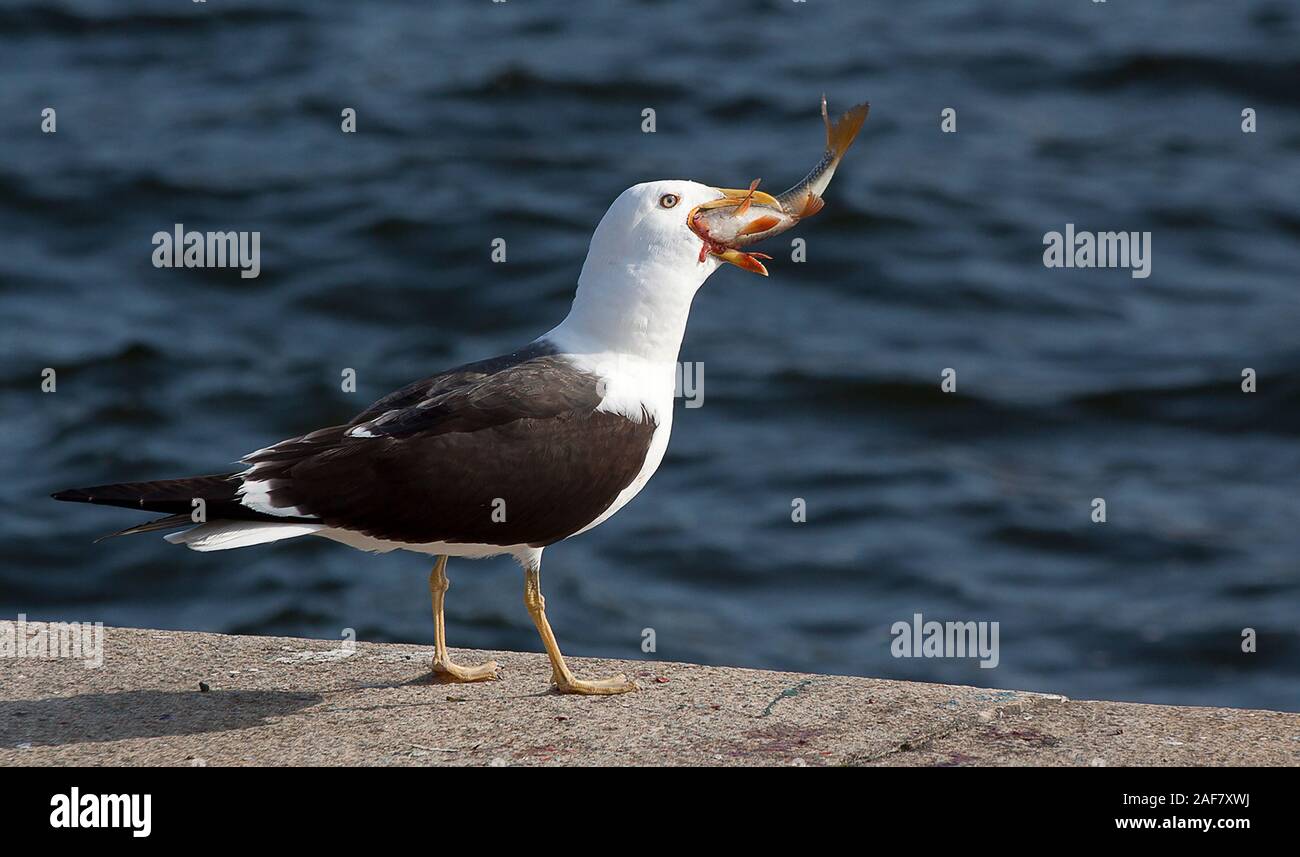 black backed gull eating fish Stock Photo
