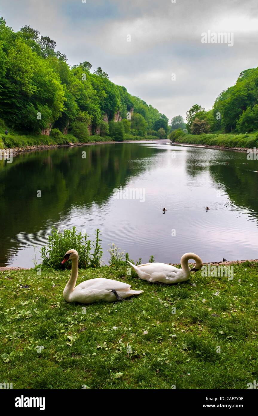 Two swans by the lake at Creswell Crags, a Magnesian limestone gorge on the Derbyshire/Nottinghamshire border Stock Photo