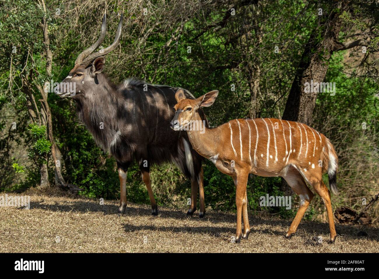 Male And Female Nyala Standing Together Stock Photo Alamy