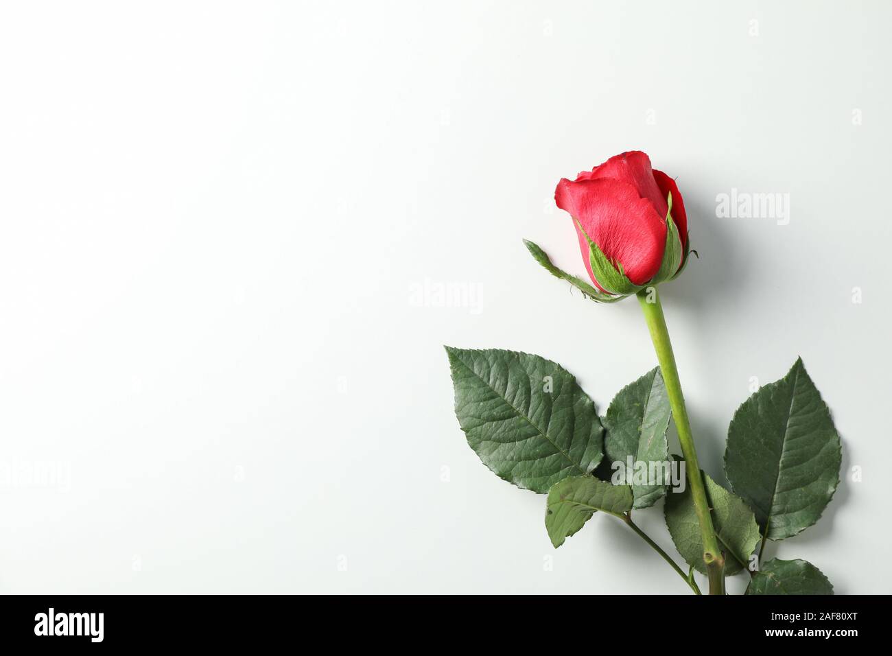 Beautiful red rose with green leaves on white background, space ...