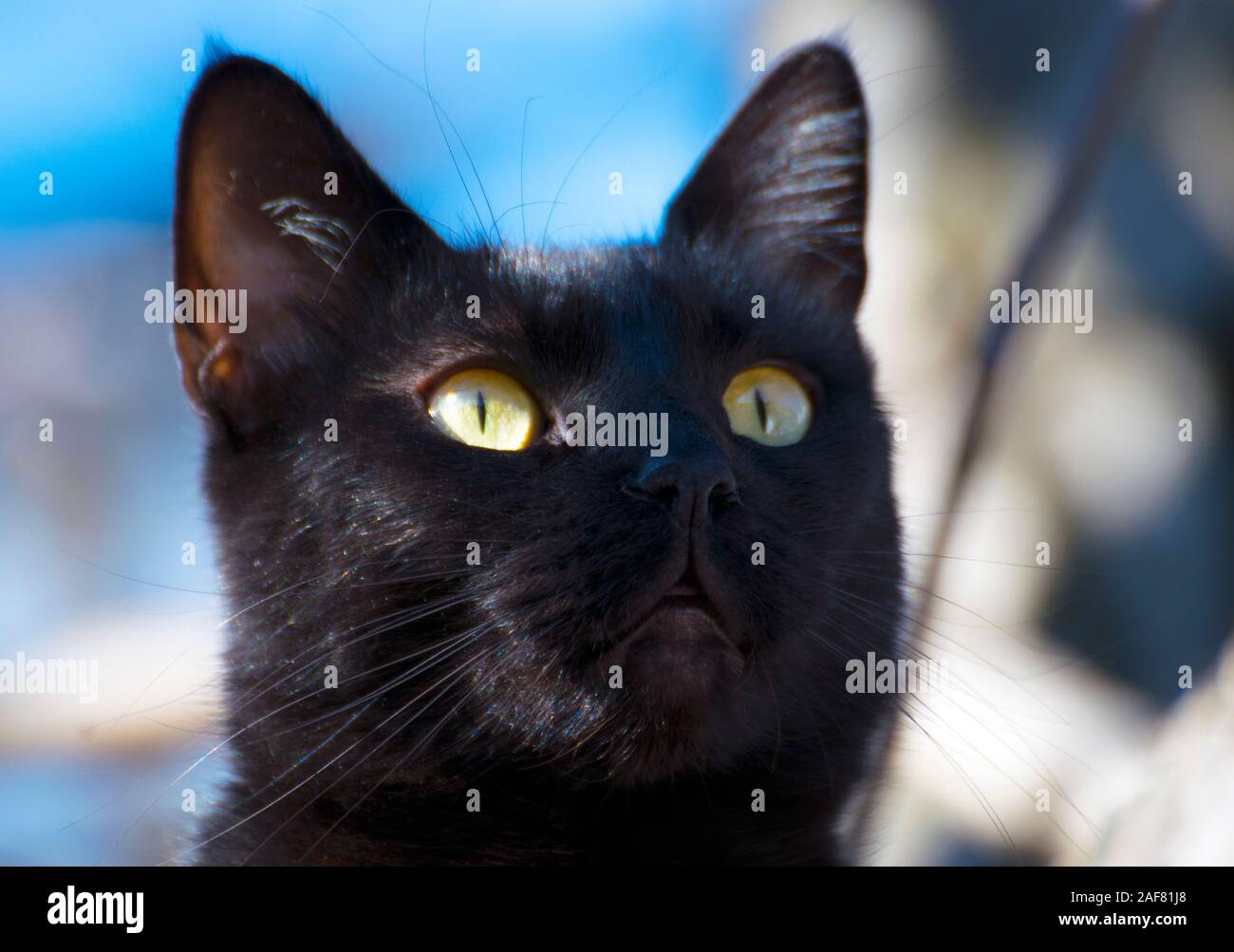 Beautiful black cat close up hi-res stock photography and images - Alamy