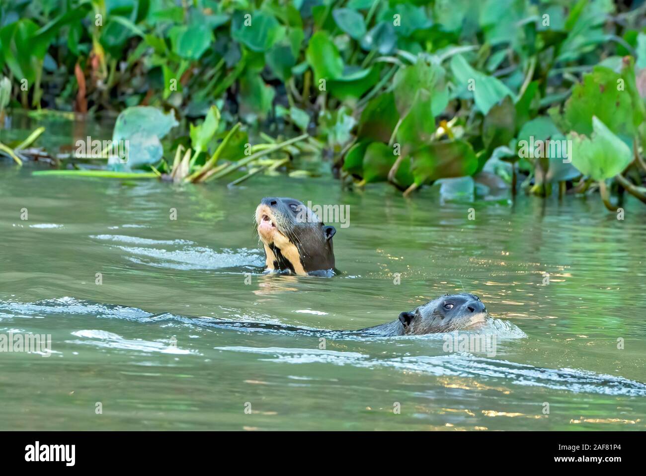 Giant River Otter Duo Stock Photo