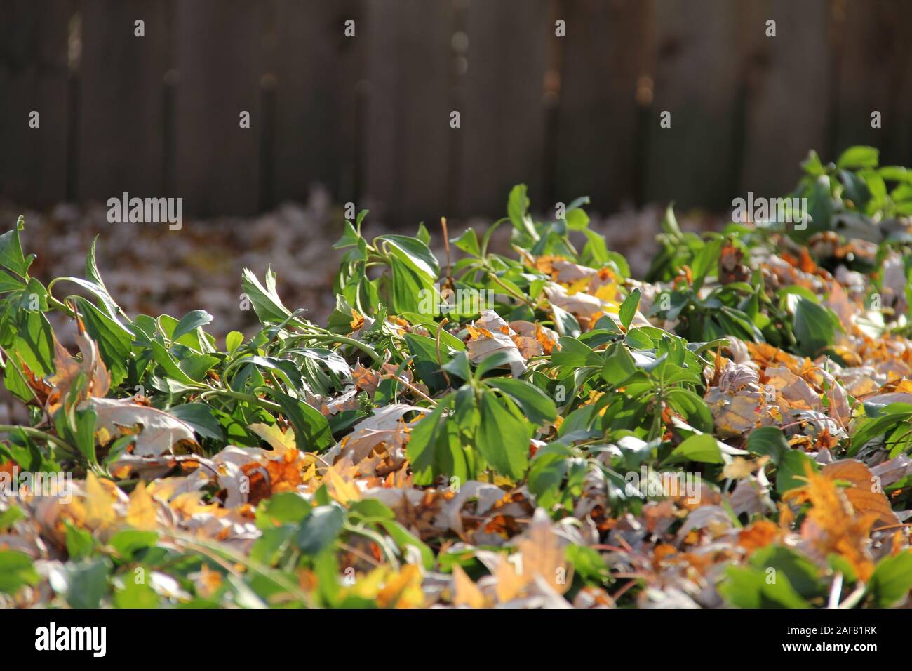 Autumn leaves laying on the ground, covering plants Stock Photo