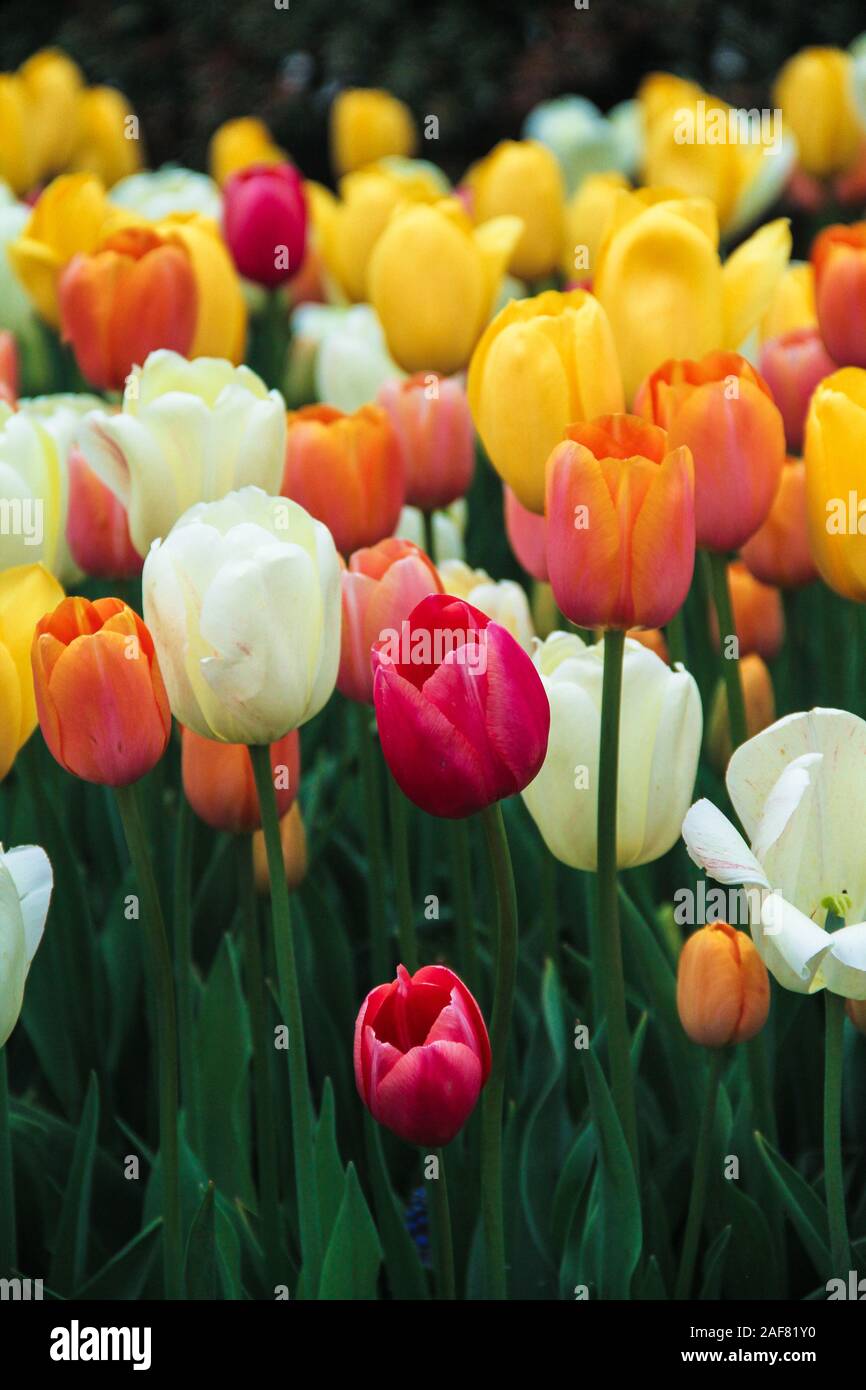 White, red, orange and yellow tulips in a field Stock Photo