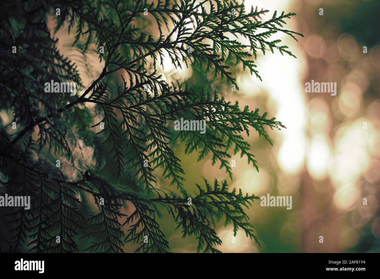 Closeup of cedar branches with bokeh background Stock Photo
