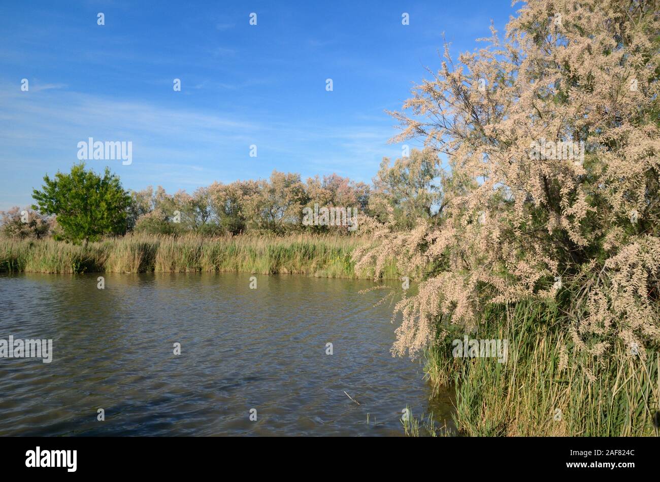 Vaccarès Lake, Wetland, Marsh & Reedbeds Surrounded by Flowering Tamarisk Trees, Tamarix gallica, in Camargue Wetlands Nature Reserve Provence France Stock Photo