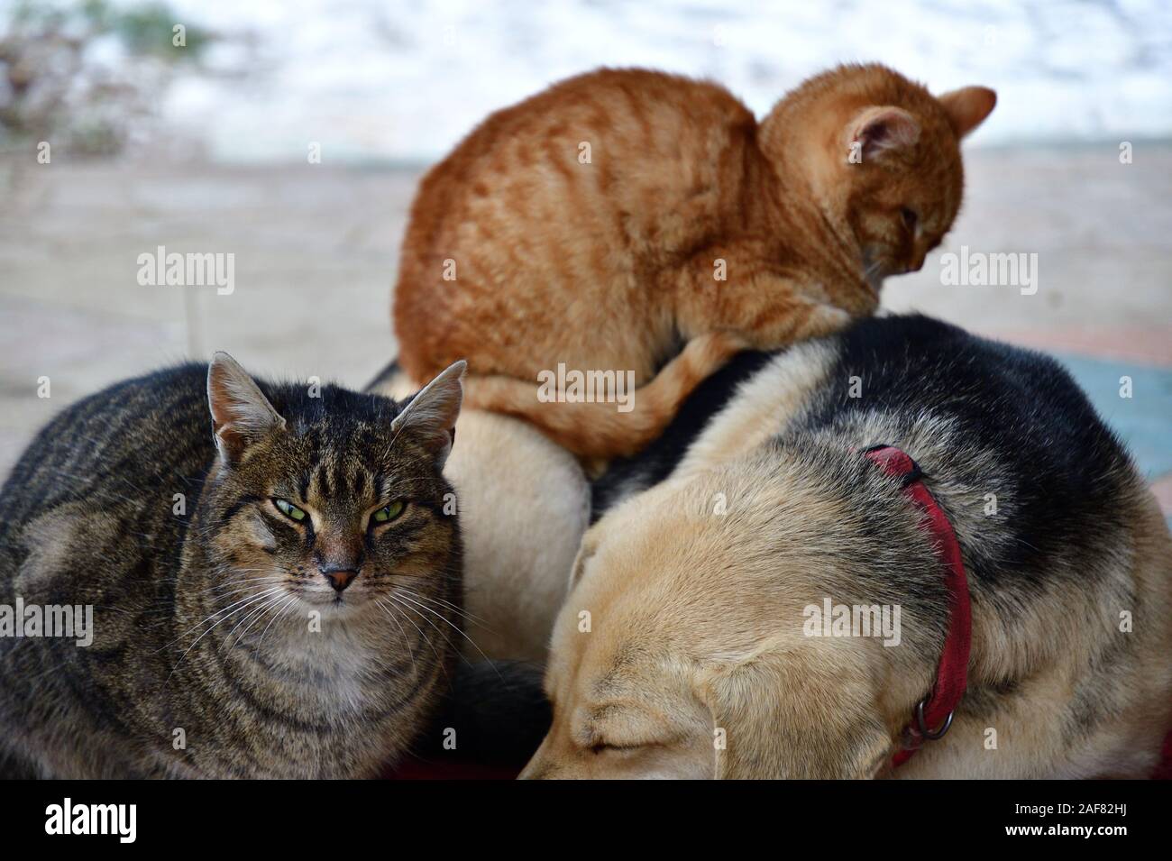 Dog and two cats to snuggle each other as best friends Stock Photo Alamy