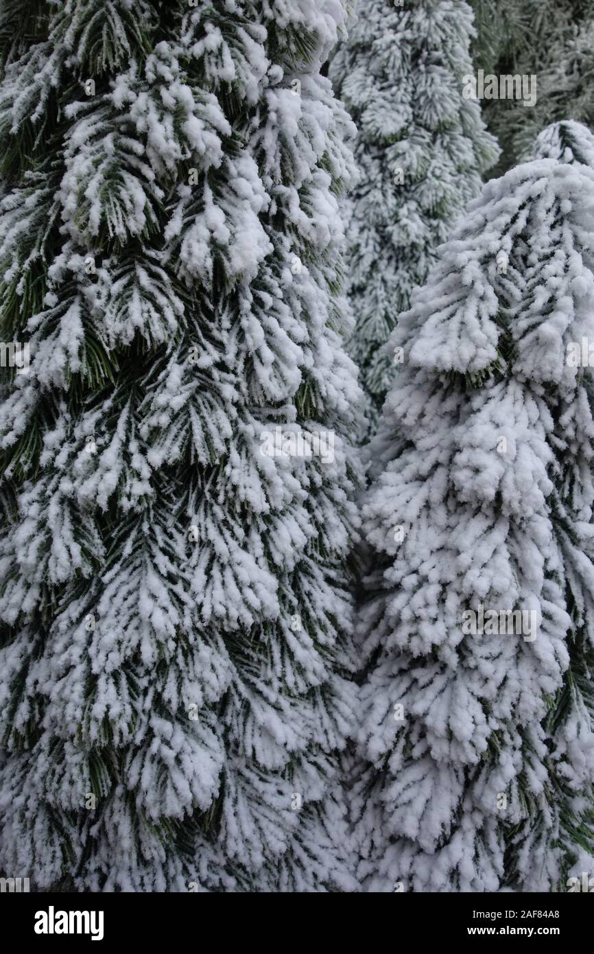 Macro of a small fake pine tree with snowy leaves Stock Photo Alamy