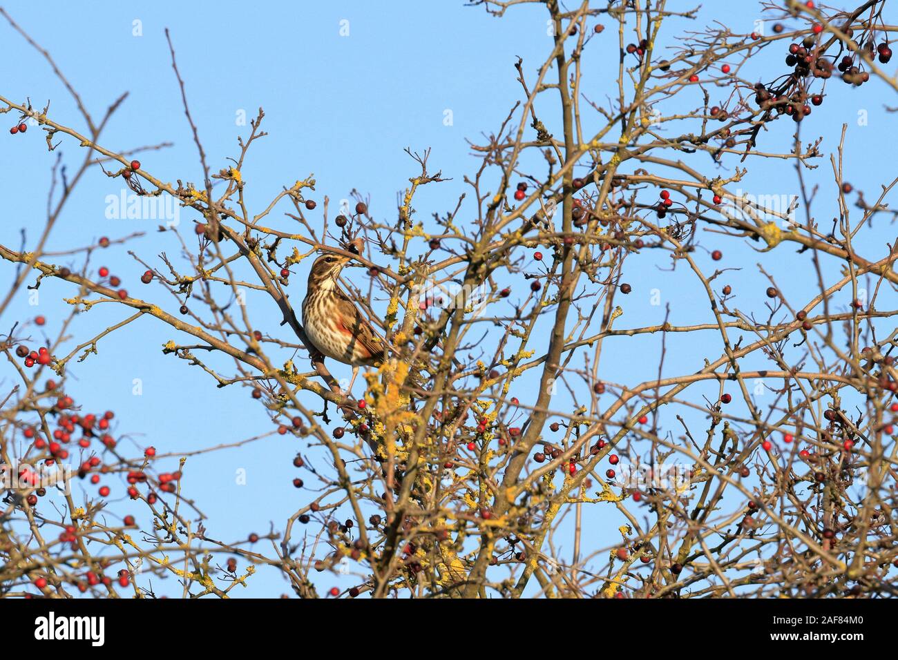 Redwing, Turdus iliacus, UK conservation red list bird, in a Hawthorn tree feeding on haws in winter, England, UK. Stock Photo