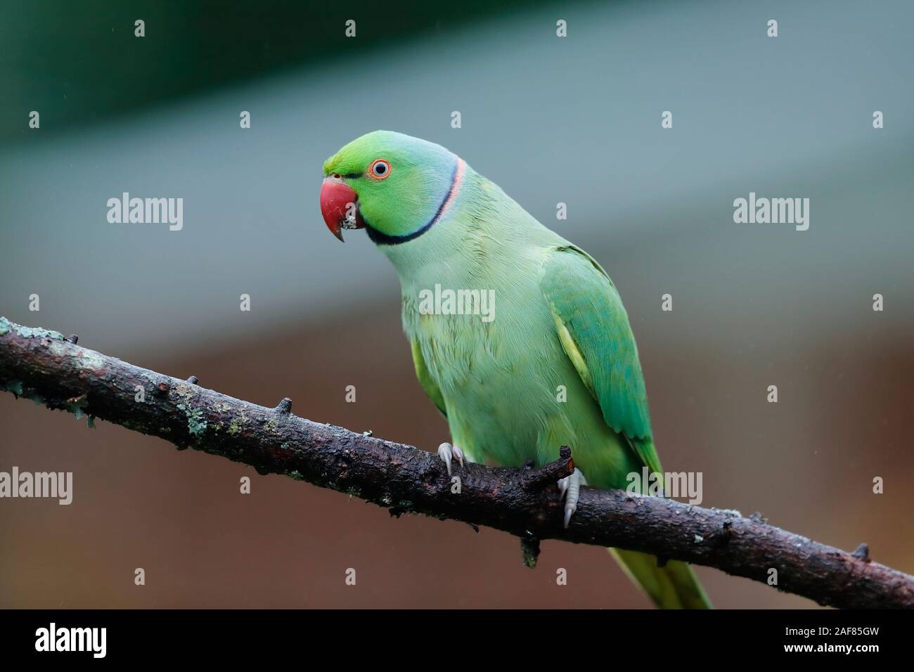 The rose-ringed parakeet, also known as the ring-necked parakeet, is a medium-sized parrot in the genus Psittacula. Stock Photo