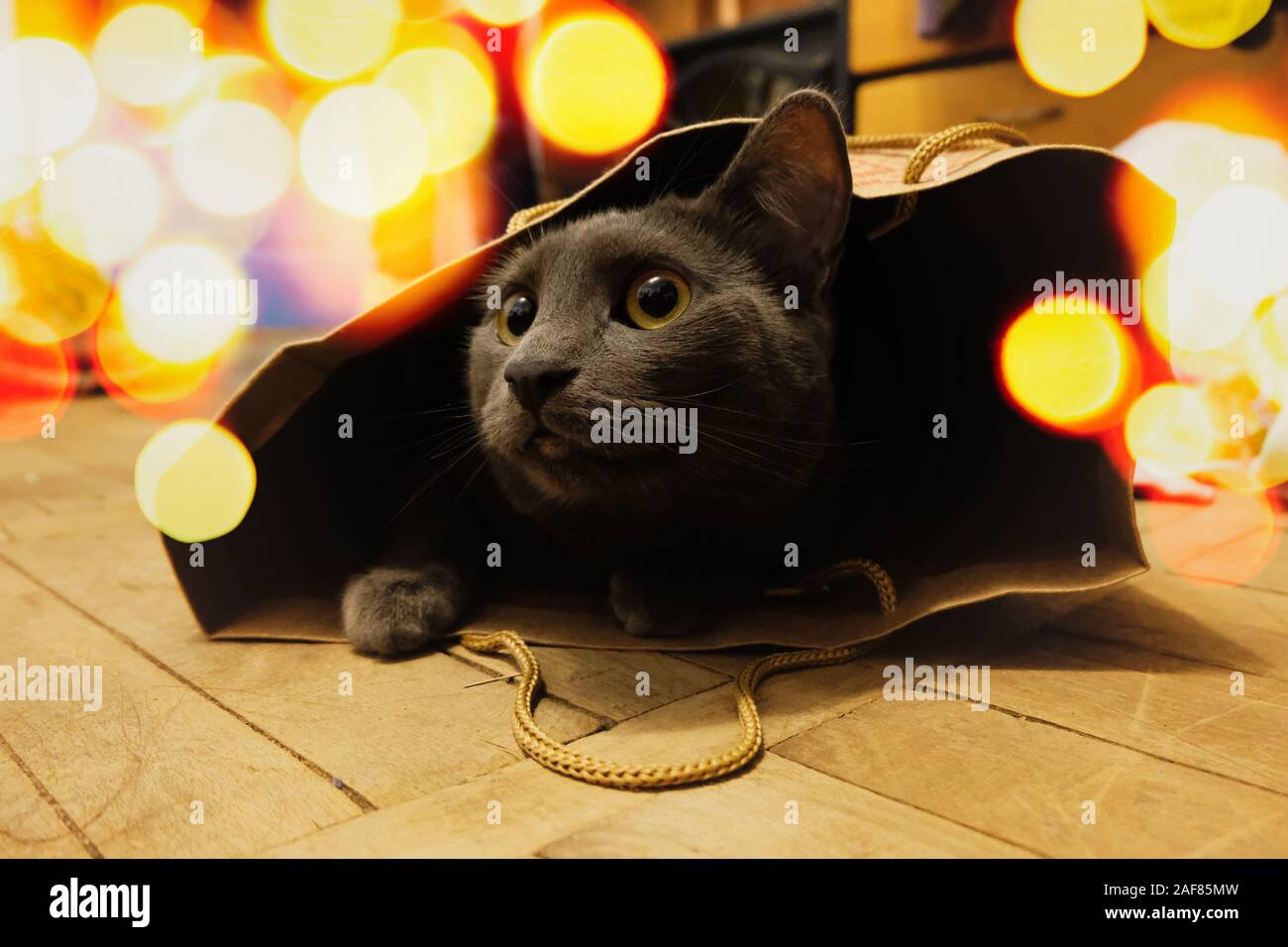 Beautiful Russian blue cat sticking its head out of a paper bag placed on a  wooden floor and surrounded by sparkling lights Stock Photo - Alamy