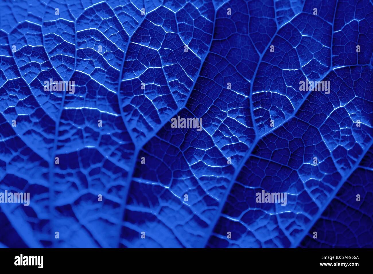 Classic Blue. Color of the Year 2020. Macro picture of a tree sheet ...