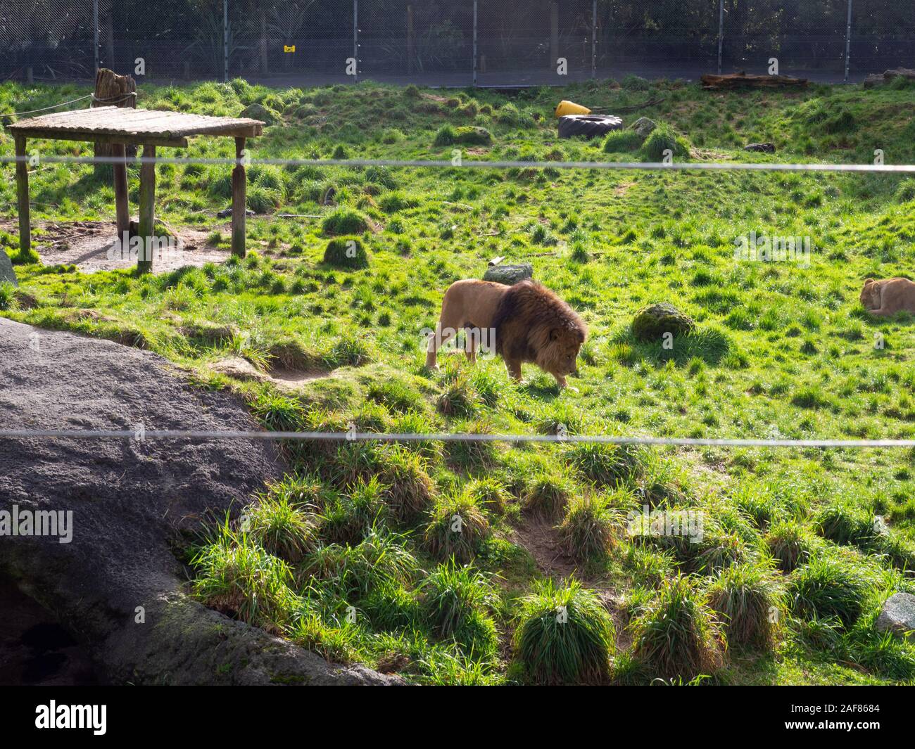 Lion Roaming Inside A Zoo Enclosure Stock Photo Alamy