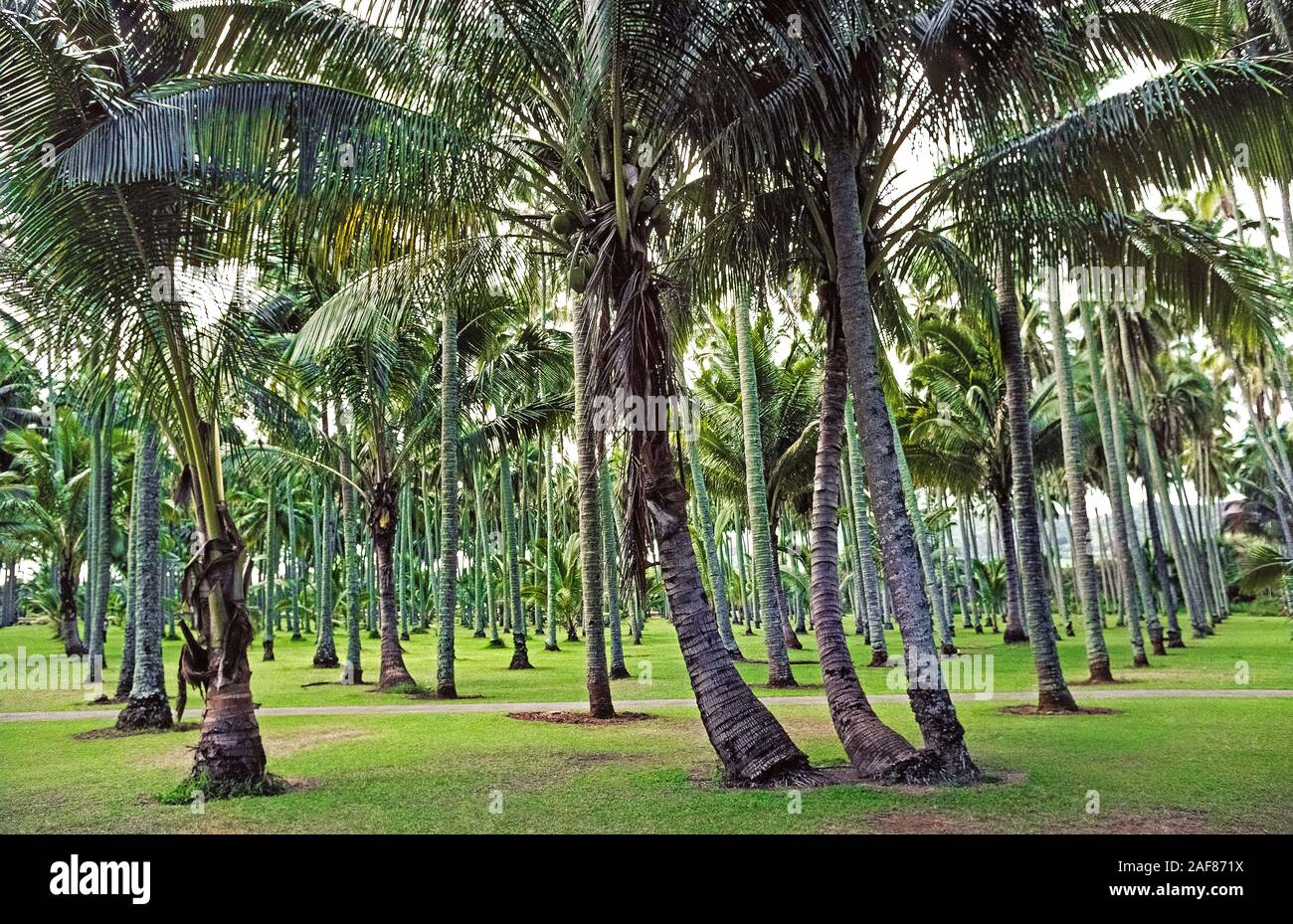 One of the most valuable trees for ancient Hawaiians was the Coconut Palm (Cocos nucifera), like these that having long been growing in a grove of 2,000 palm trees on Kauai, one of the eight major islands in Hawaii, USA. Brought to the Aloha State by Hawaii's Polynesian settlers, coconut trees provided food, liquid nourishment, and building materials. The towering palms reach an average height of 60 feet (18 meters) but can grow as tall as 100 feet (30 meters). The average lifespan of the tree is 60 to 70 years, although some coconut palms live for more than a century. Stock Photo