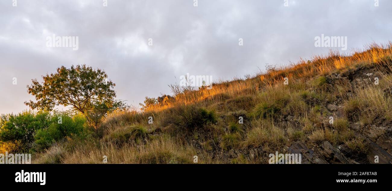 Tree glowing in sunlight dring sunset Stock Photo