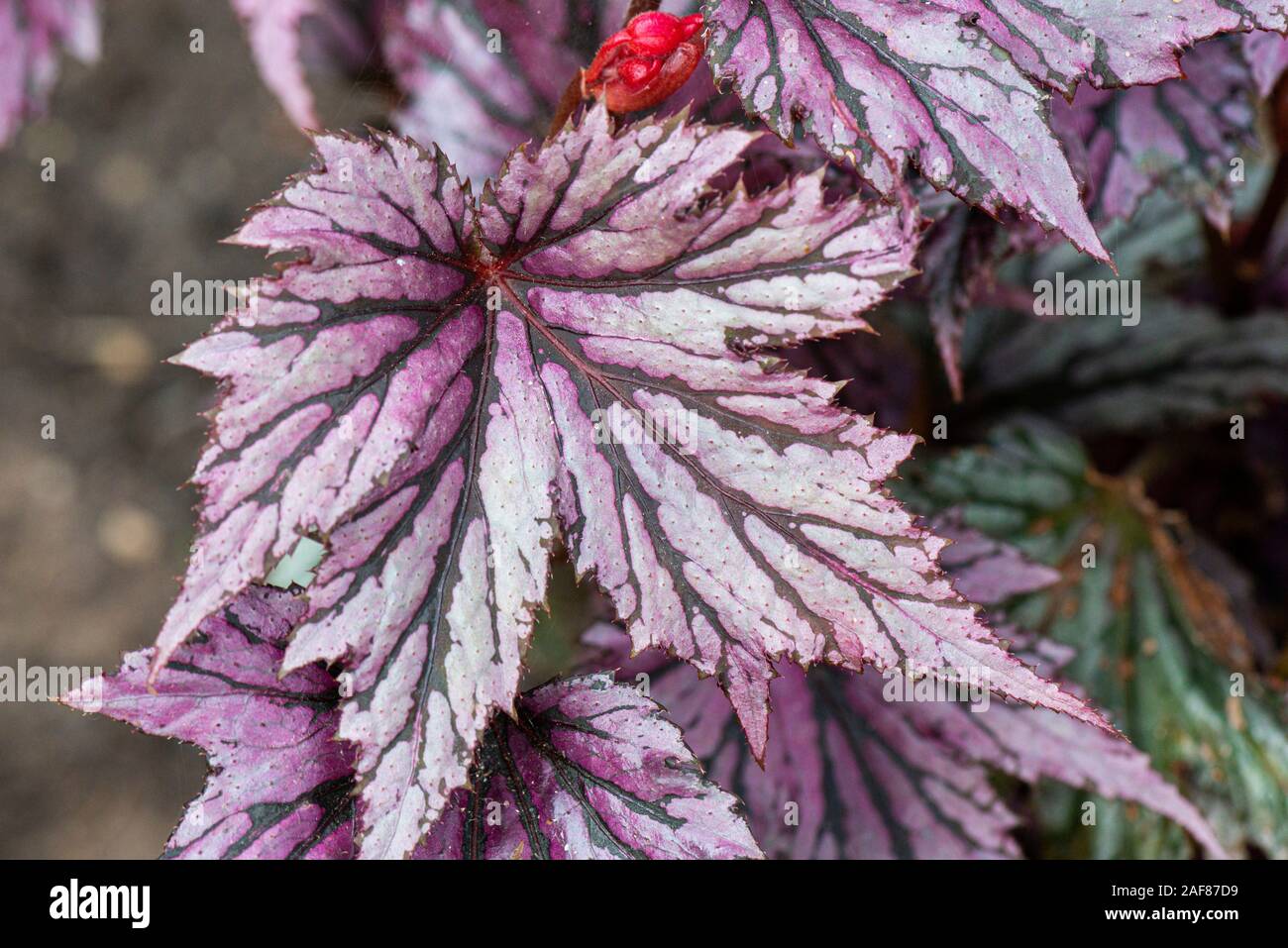 A Begonia 'Garden Angel Blush' Stock Photo