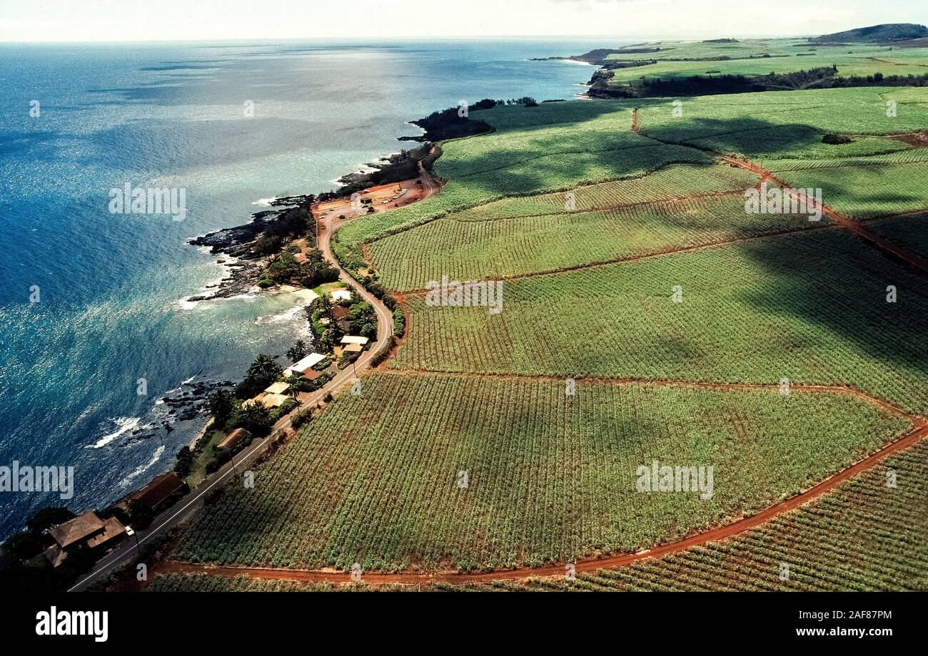 Vast fields of sugarcane spreading to the edge of the Pacific Ocean are shown in this 1981 aerial photograph of Kauai Island in Hawaii, USA. Unfortunately, the last producer of sugarcane on that island made its final harvest in 2009 and shut down after 120 years in business there. Once the mainstay of Hawaii's economy, the state's sugarcane industry finally came to an end when another longtime producer ended its operations on Maui Island in 2016. The thousands of sugarcane acres in Hawaii are being converted for other agricultural products and for residential and holiday resort developments. Stock Photo