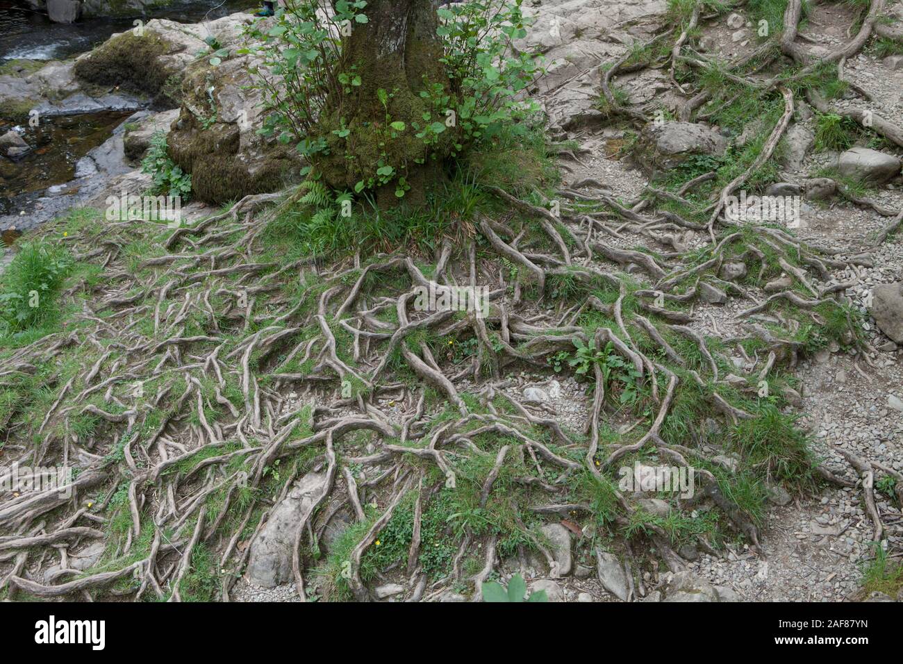 The roots of a riverside tree show soil erosion through flooding and the footsteps of walkers Stock Photo
