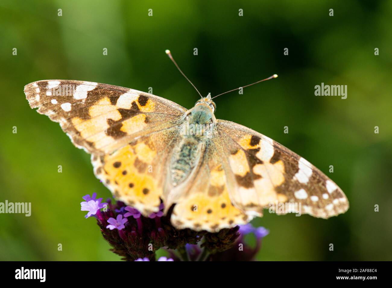 A painted lady butterfly (Vanessa cardui) on the flowers of a purple top (Verbena bonariensis) Stock Photo