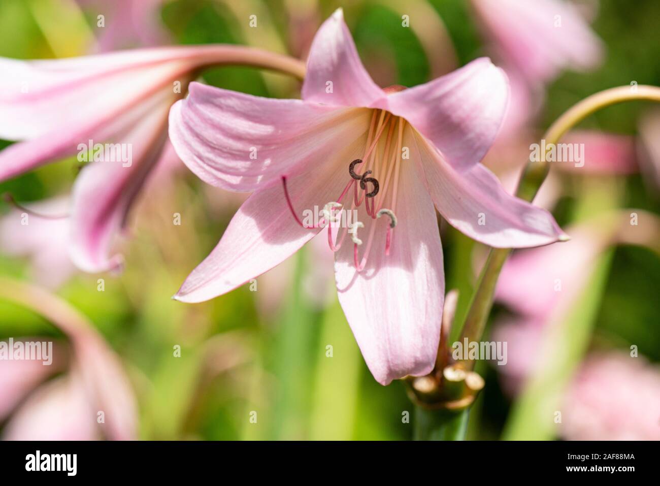 The trumpet-shaped light pink flowers of Powell's swamp lily (Crinum × powellii) Stock Photo